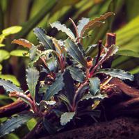 Bucephalandra  Red Scorpio