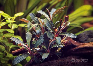 Bucephalandra  Red Scorpio