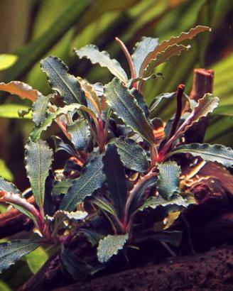 Bucephalandra  Red Scorpio