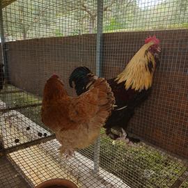 Galline FAVEROLLES taglia grande
