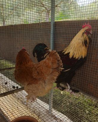 Galline FAVEROLLES taglia grande