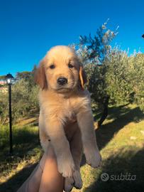 Golden Retriever