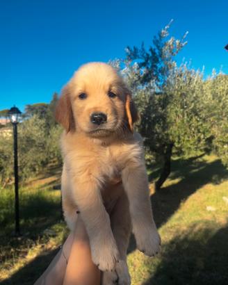 Golden Retriever