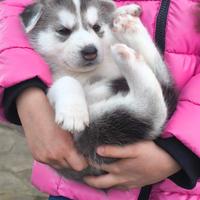 Splendida cucciolata Siberian Husky