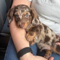 Bassotto Harlequin a Pelo Lungo
