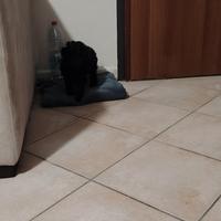 Barboncino toy cucciolo