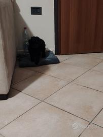 Barboncino toy cucciolo