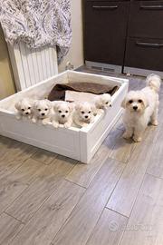Cuccioli Bichon maschi disponibili