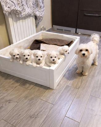 Cuccioli Bichon maschi disponibili