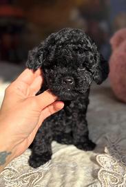 Barboncino nero cuccioli