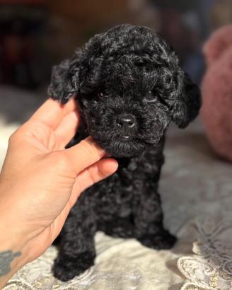 Barboncino nero cuccioli