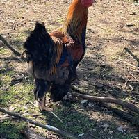 Brahma perniciati oro maglie nere