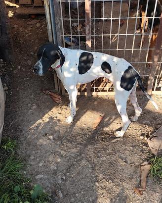 Cane da ferma