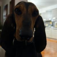 Segugio con microchip sterilizzata