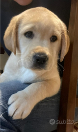 Labrador buon prezzo pedigree