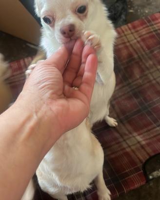Chihuahua