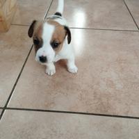Cucciolo di jack Russell