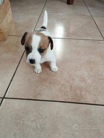 Cucciolo di jack Russell