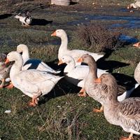 Oca romagnola/ Oca tolosa