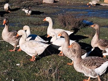 Oca romagnola/ Oca tolosa