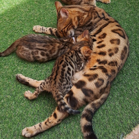 Gattini del Bengala