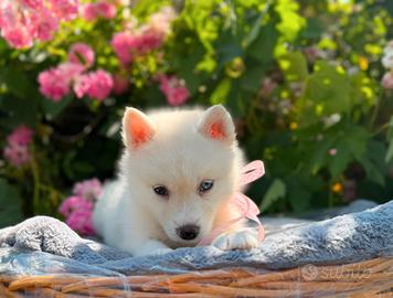 Siberian husky con pedigree ENCI