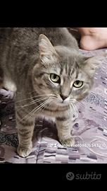 gatto femmina 
