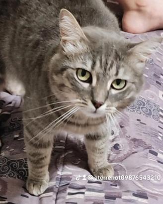 gatto femmina 