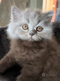 Gattini British blue con pedigree