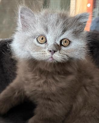 Gattini British blue con pedigree