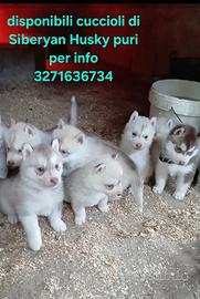 Siberian husky