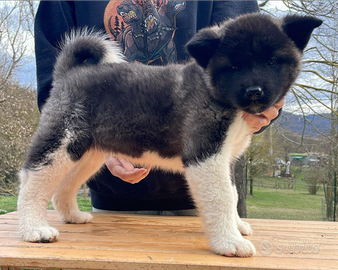 Akita Americano