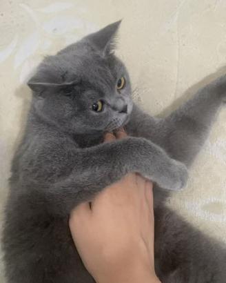 British shorthair blu femmina