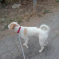 Cucciolo femmina di medie dimensioni