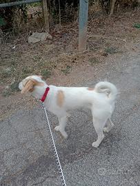 Cucciolo femmina di medie dimensioni