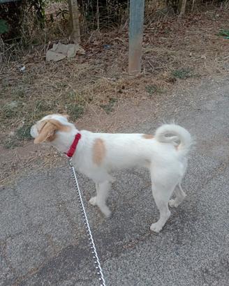 Cucciolo femmina di medie dimensioni