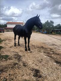 Cavallo Murgese-Castrone