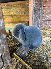Cuccioli conigli nani ariete