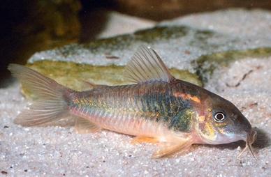 Corydoras aeneus