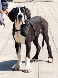 CUCCIOLO DI ALANO - 6 mesi