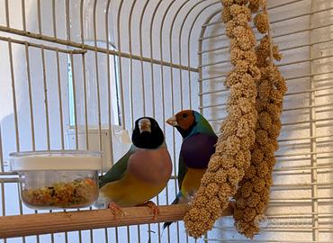 Diamanti di gould