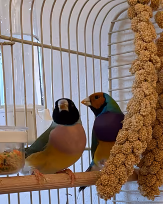 Diamanti di gould