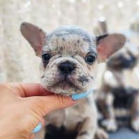 Cuccioli di bulldog francesi disponibili ora