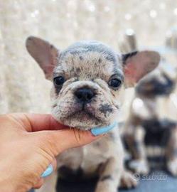 Cuccioli di bulldog francesi disponibili ora