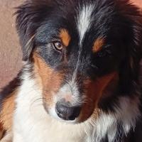 Pastore Australiano con Pedigree