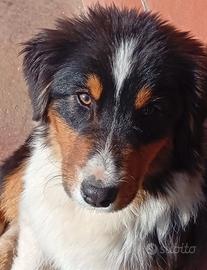 Pastore Australiano con Pedigree