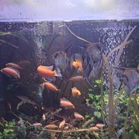 aquario scoperto 