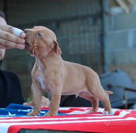 Pitbull UKC M