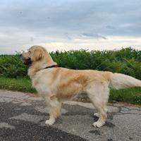 Stallone di Golden Retriever disponibile per monte