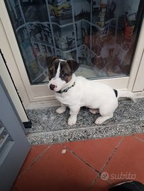 Vendita Jack Russell terrier